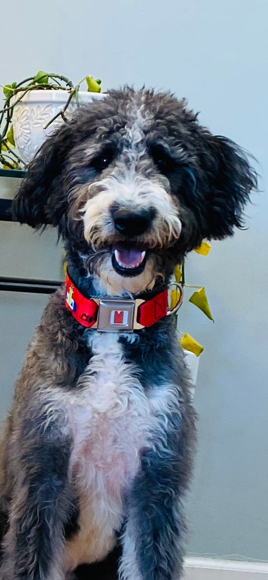 Big Apple Red-Manhattan Lifestyle Logo Dog Collar