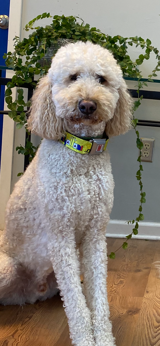 Sunny Days- Manhattan Lifestyle Logo Dog Collar